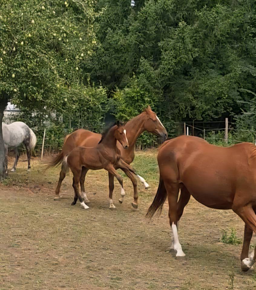 Poulain Zangersheide (for pleasure Toulon Calvaro z)