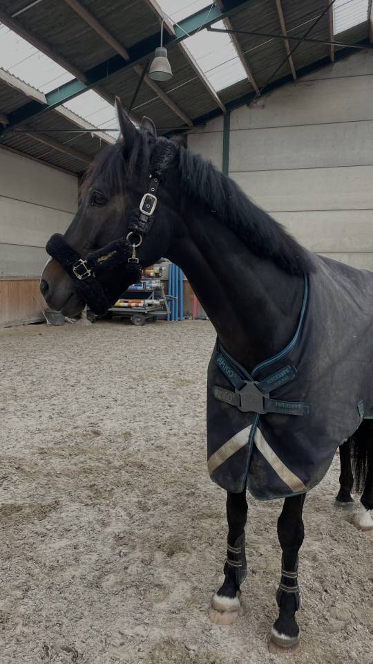 I'am vd hongre de 11 ans 