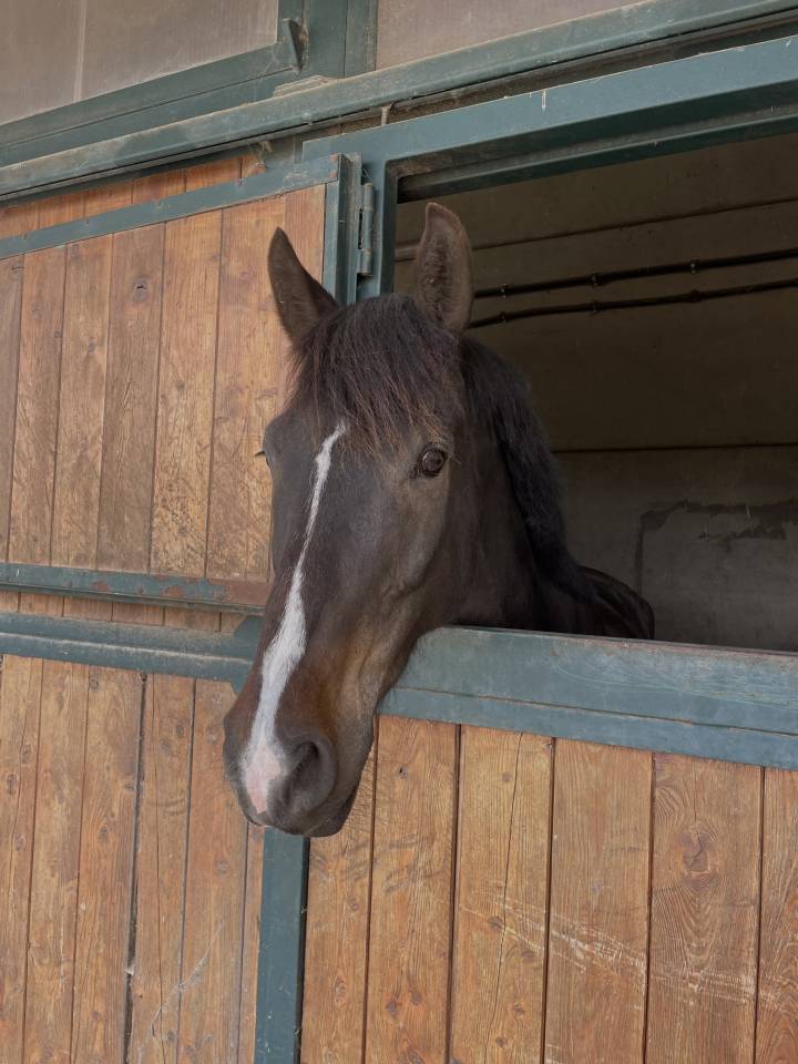 I'am vd hongre de 11 ans 