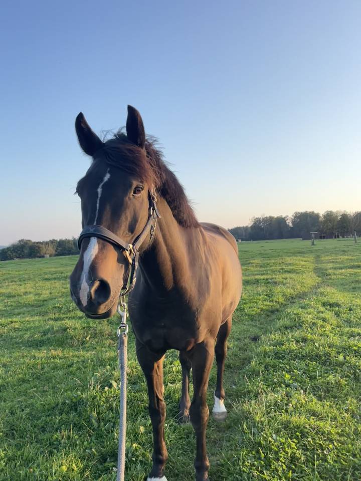 I'am vd hongre de 11 ans 