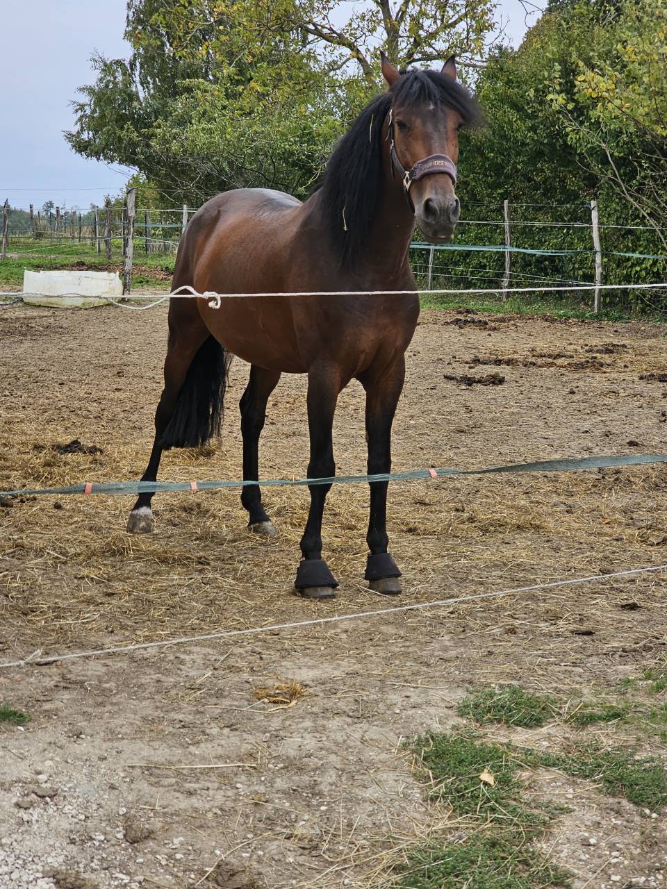 A vendre Pure Race Espagnole P.P de 6 ans entier 
