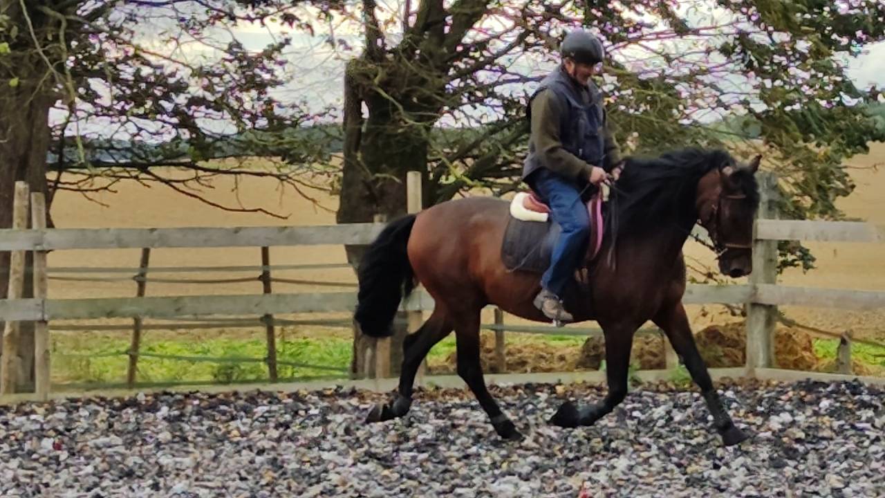 A vendre Pure Race Espagnole P.P de 6 ans entier 