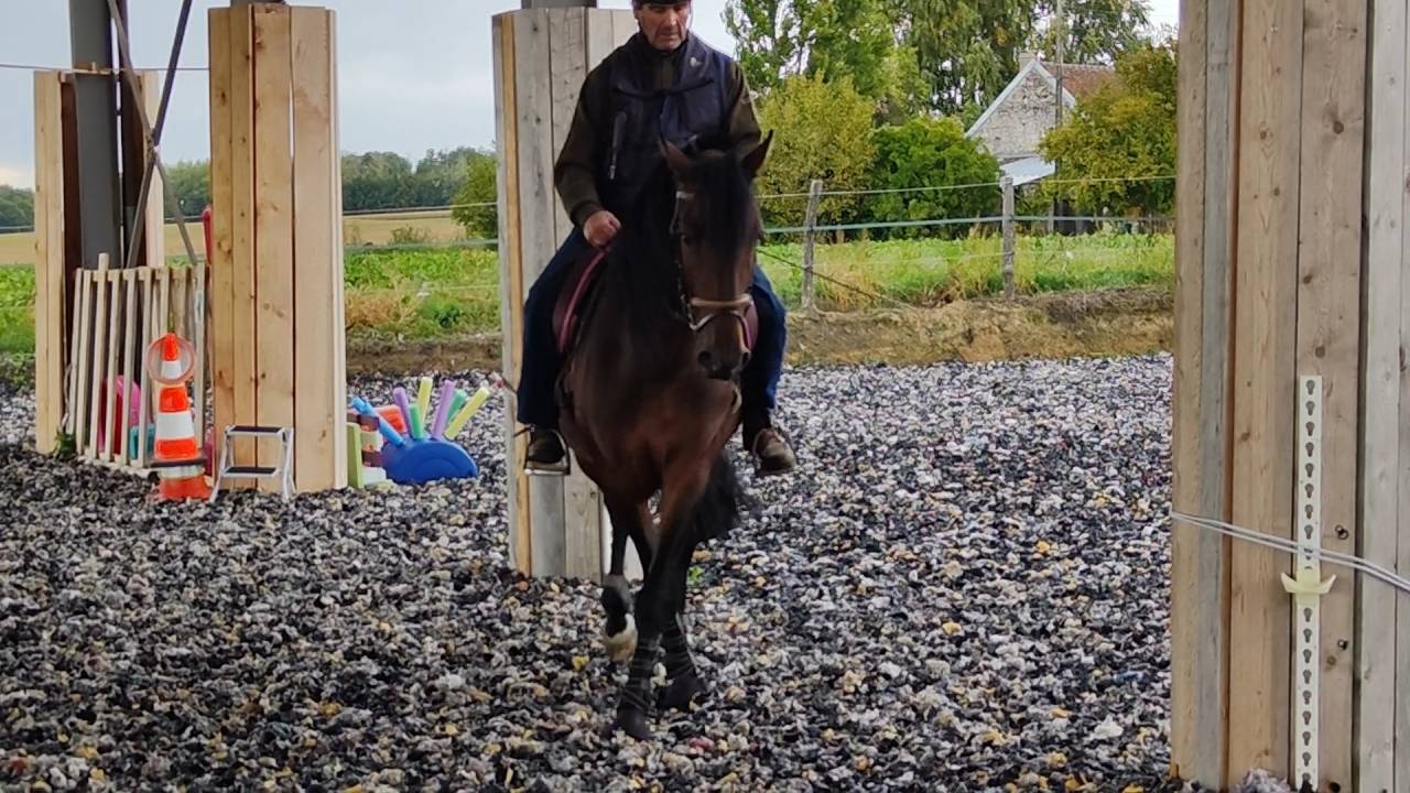 A vendre Pure Race Espagnole P.P de 6 ans entier 