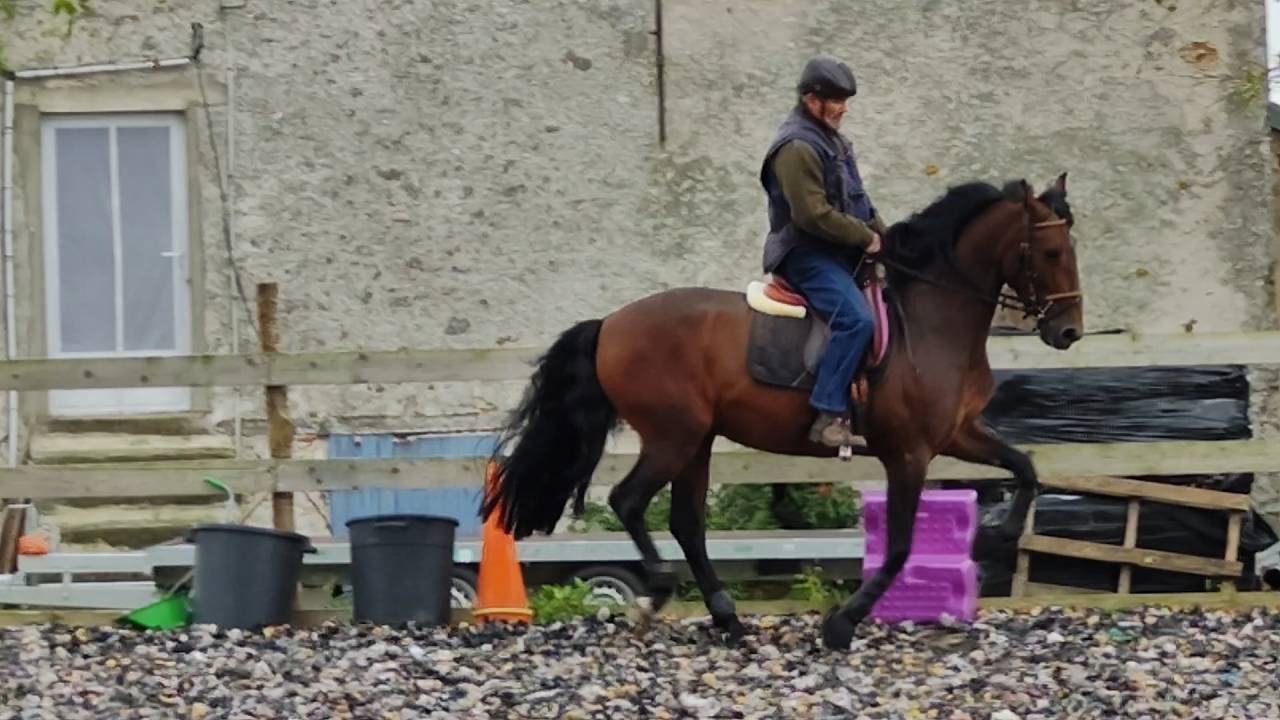 A vendre Pure Race Espagnole P.P de 6 ans entier 