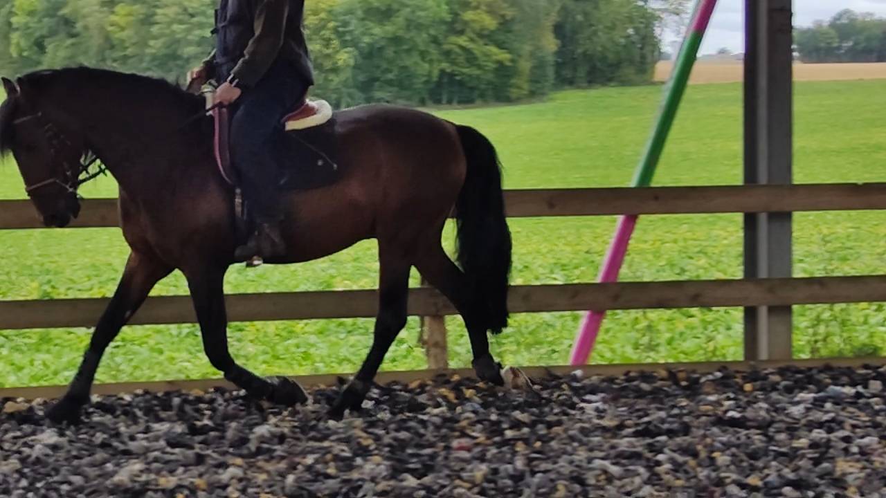 A vendre Pure Race Espagnole P.P de 6 ans entier 