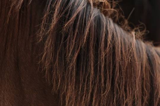 Felicity pouliche Appaloosa