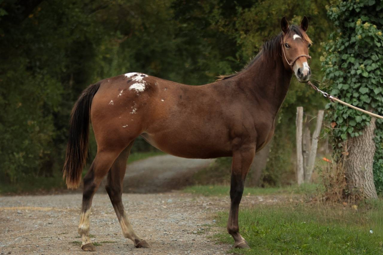 Felicity pouliche Appaloosa