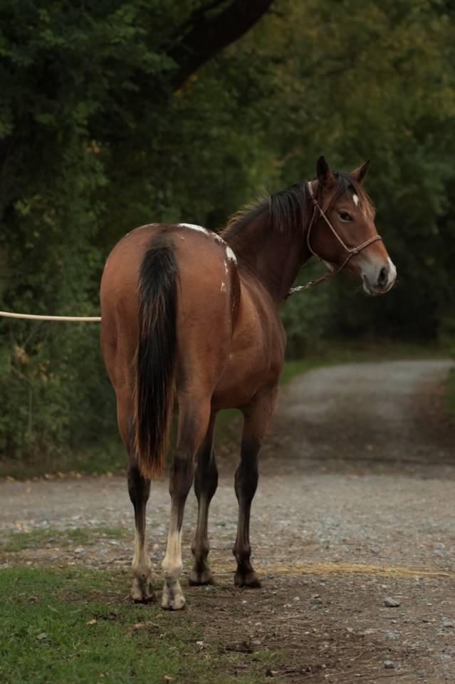 Felicity pouliche Appaloosa
