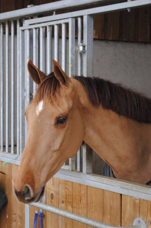 Jument de 5 ans à vendre 