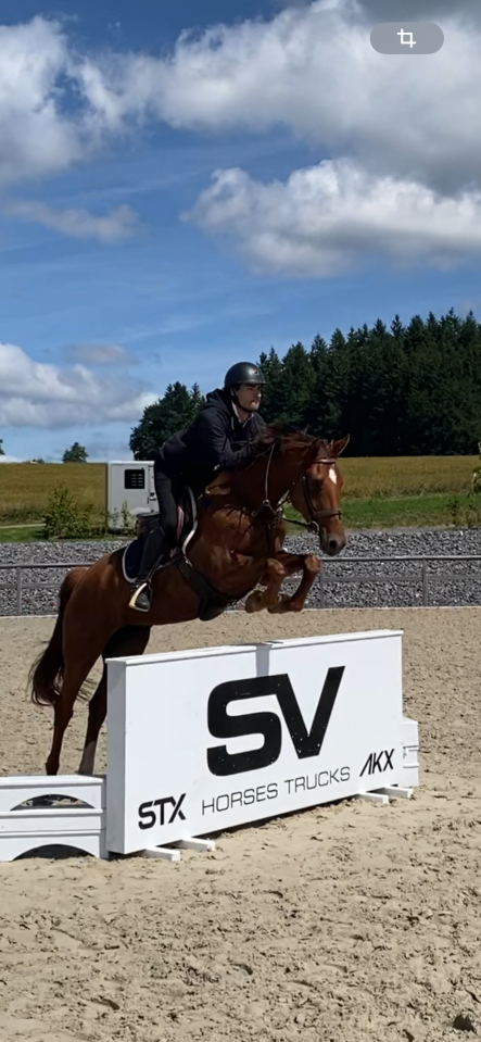 Jument de 5 ans à vendre 