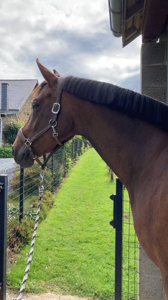 Jument Dressage 8 ans