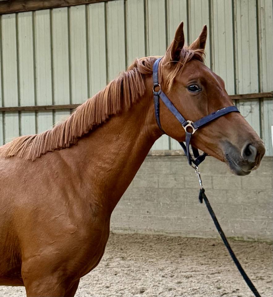 POULICHE DRESSAGE 2024