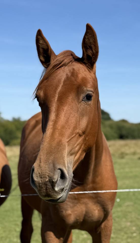 POULICHE DRESSAGE 2024
