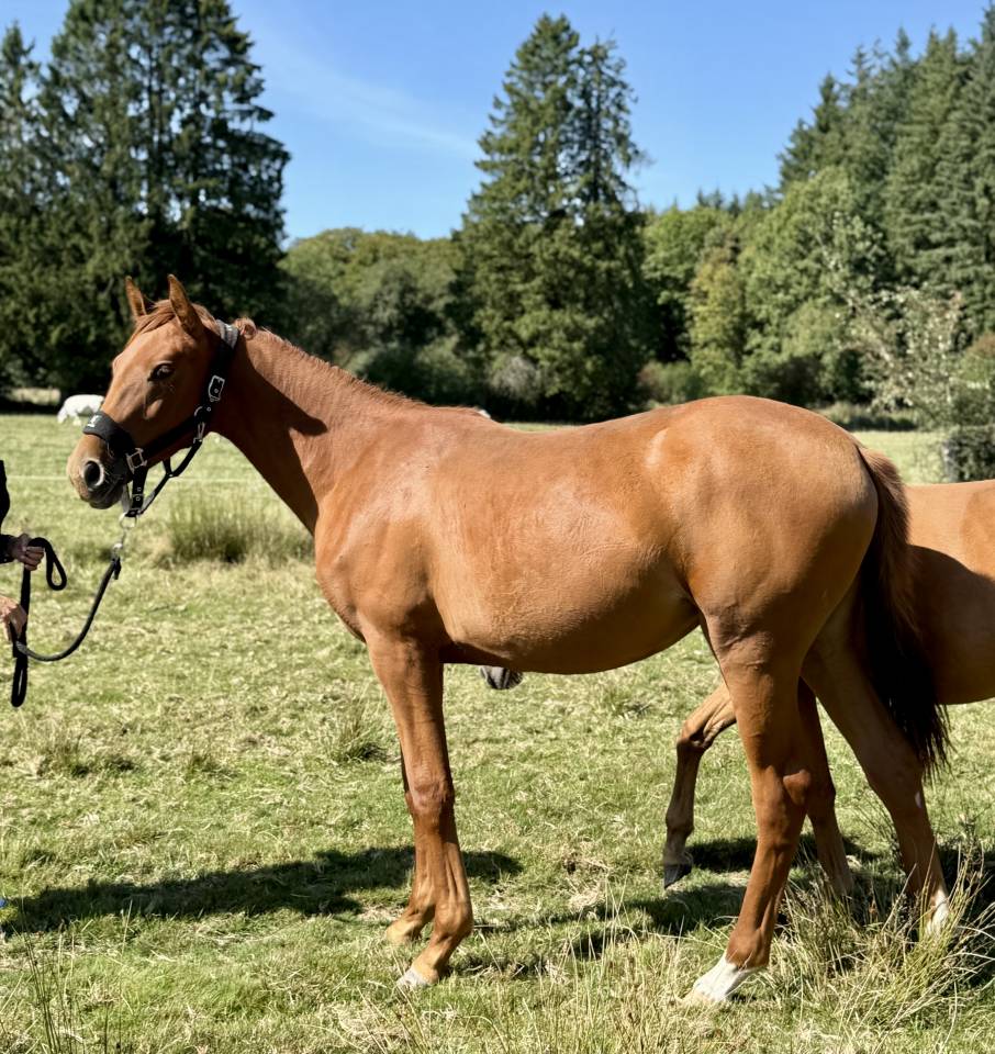 POULICHE DRESSAGE 2024
