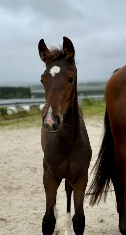 POULICHE DRESSAGE 2025