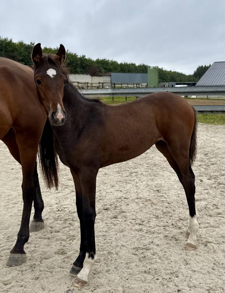 POULICHE DRESSAGE 2025