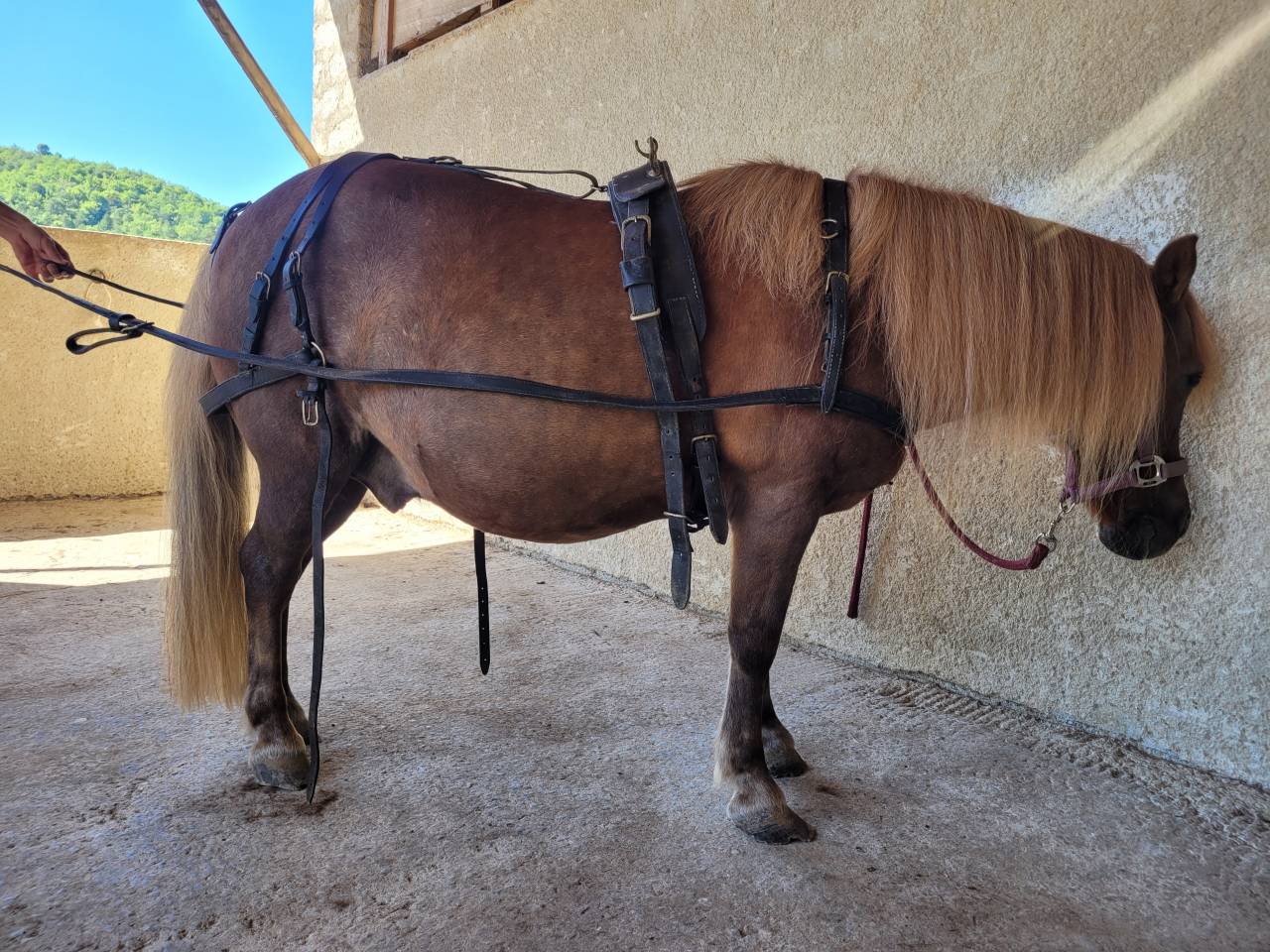 Attelage  2 roues shetland 