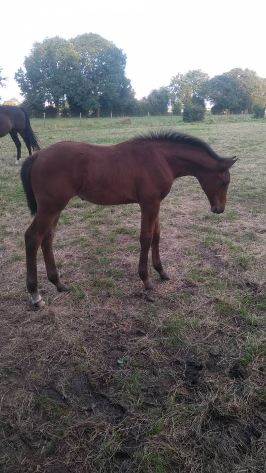 Jument Selle Français 2024 Cooper - Diamant 