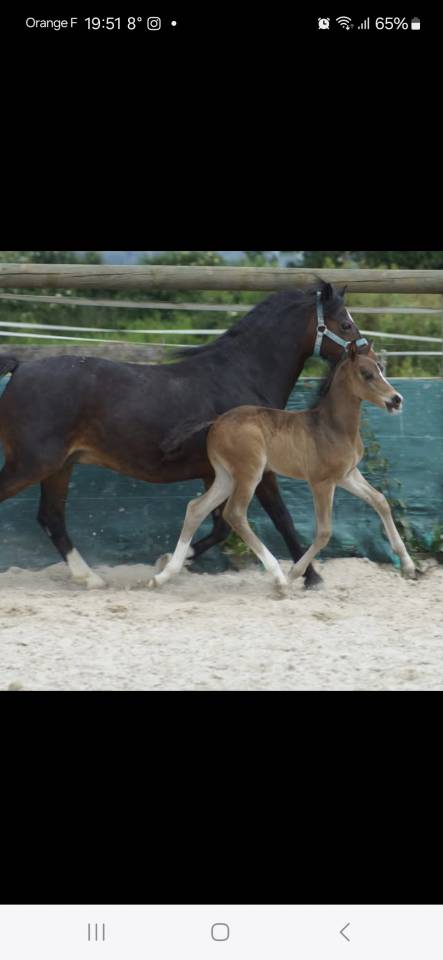 Poney PFS Hongre 2024 Izar de la Fosse