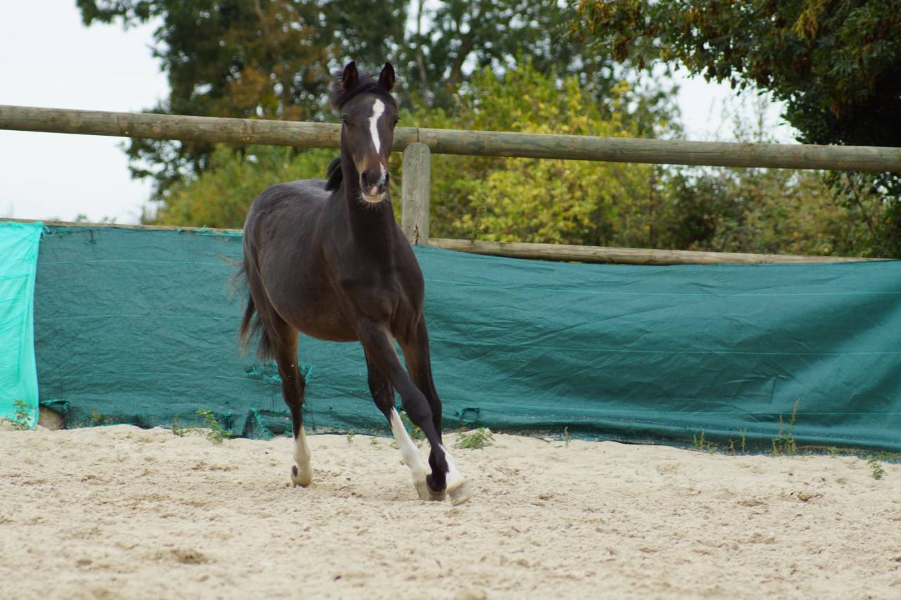 Poney PFS Hongre 2024 Izar de la Fosse