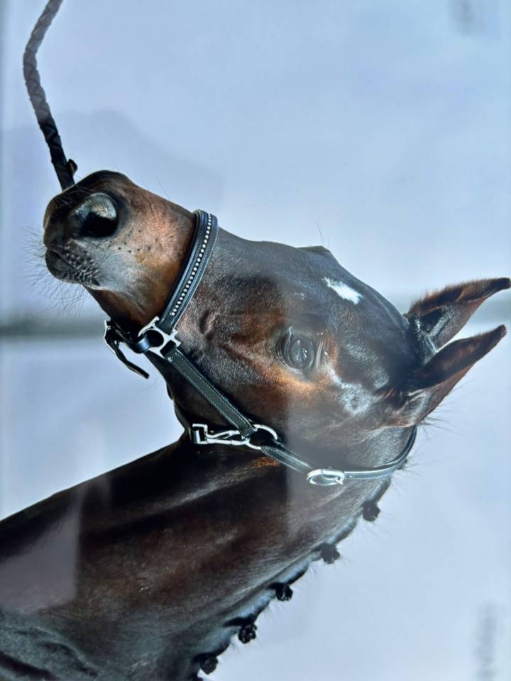 Foal mâle 2025 Selle Français Dressage par Be sure