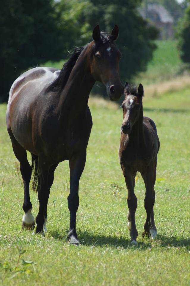 Foal mâle 2025 Selle Français Dressage par Be sure