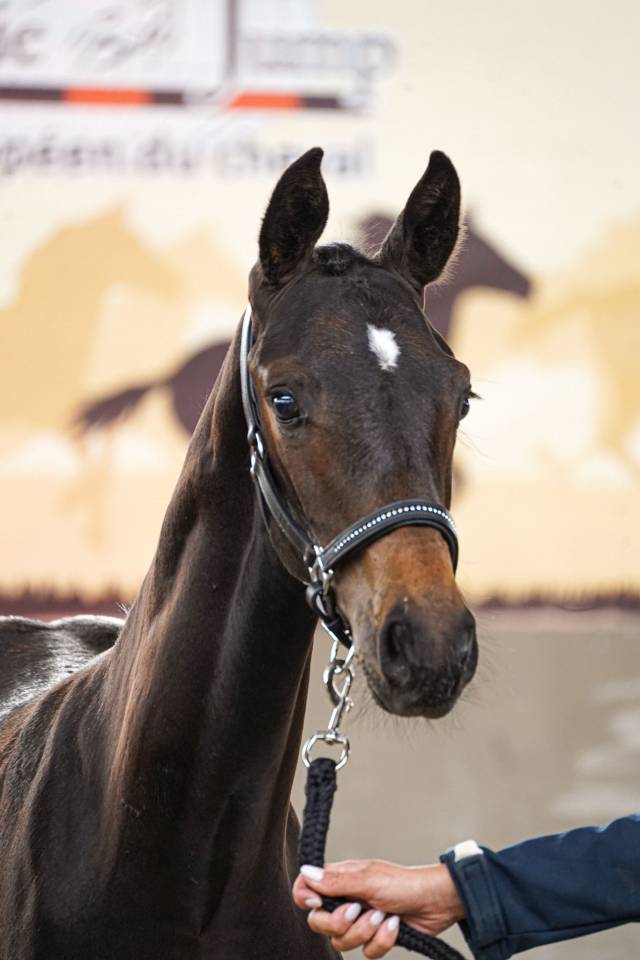 Foal mâle 2025 Selle Français Dressage par Be sure