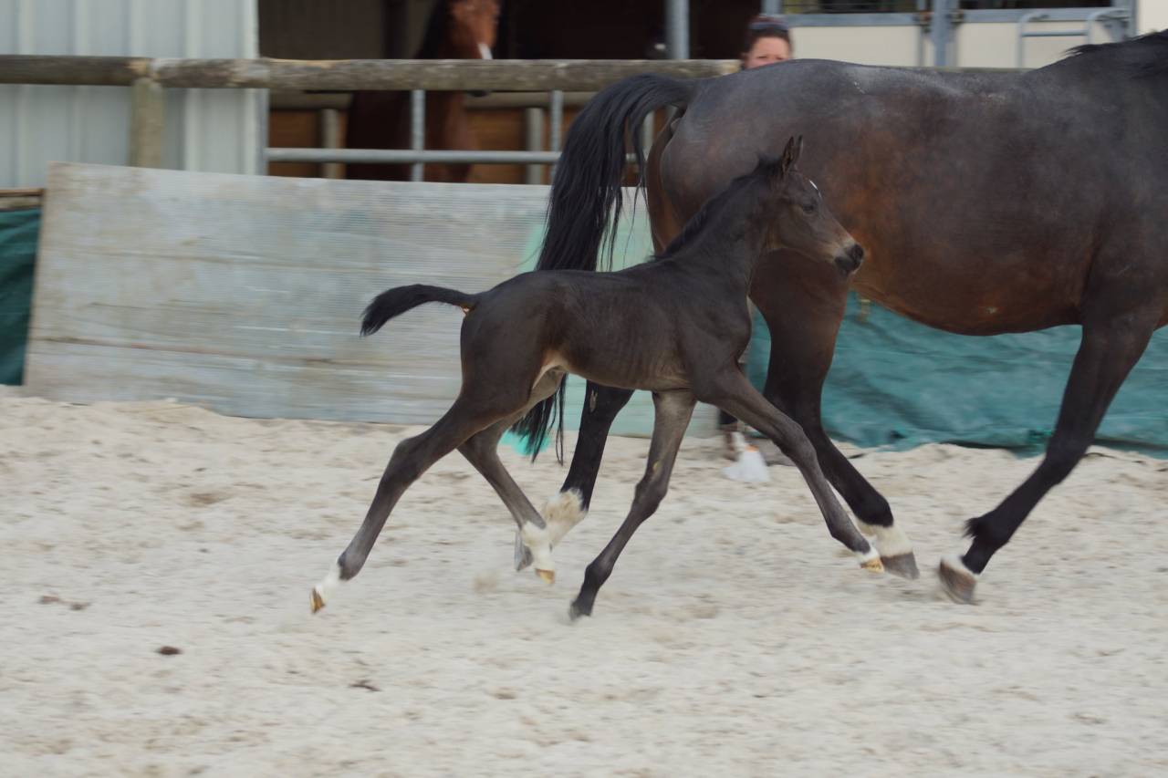 Foal mâle 2025 Selle Français Dressage par Be sure
