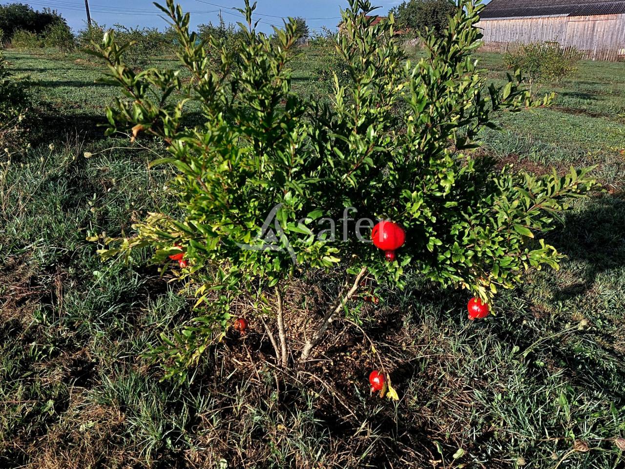 Belle propri&eacute;t&eacute; b&acirc;tie sur 17ha avec g&icirc;tes et verger, proche
