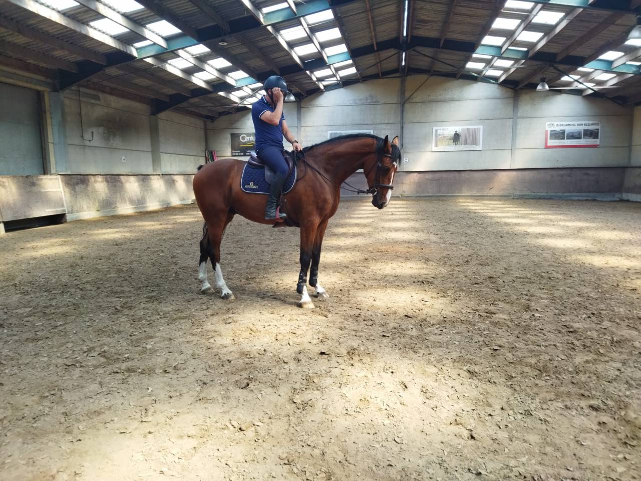 Hongre 3ans zangersheide 