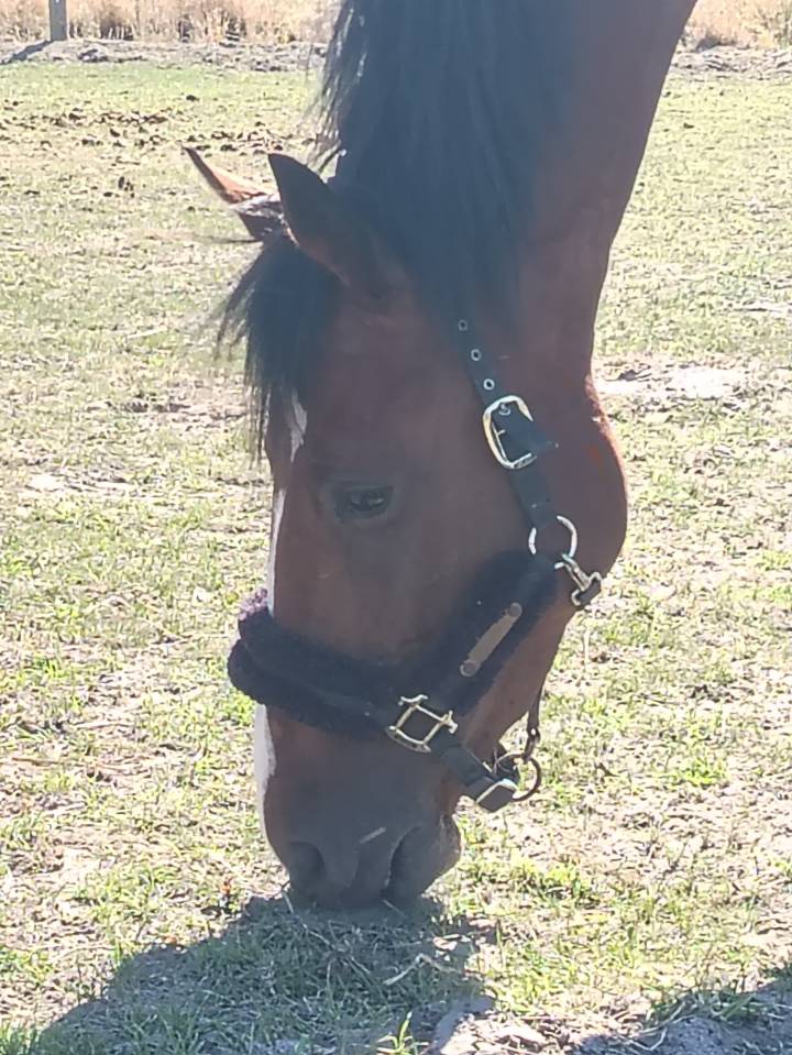 Hongre 3ans zangersheide 