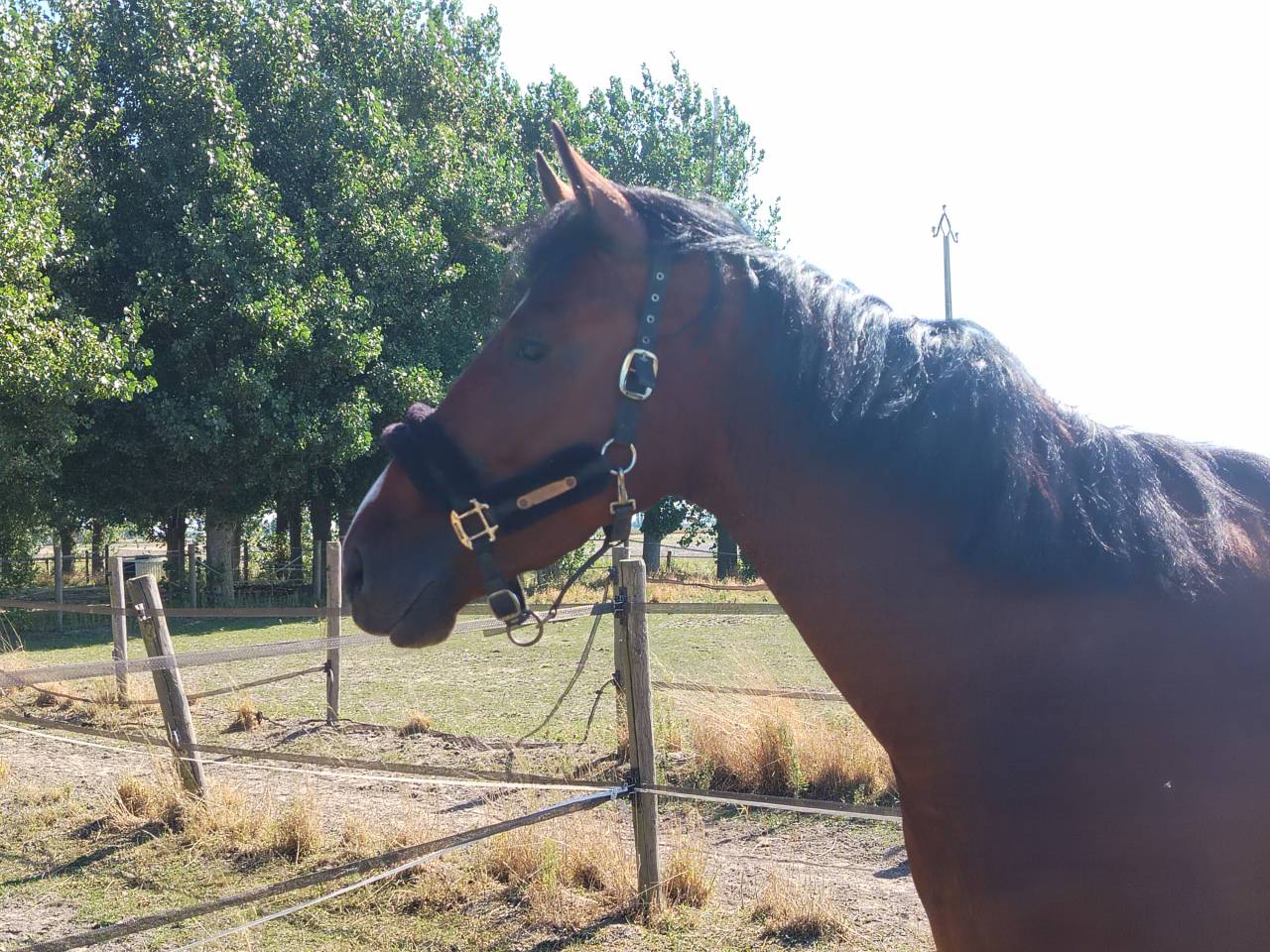 Hongre 3ans zangersheide 