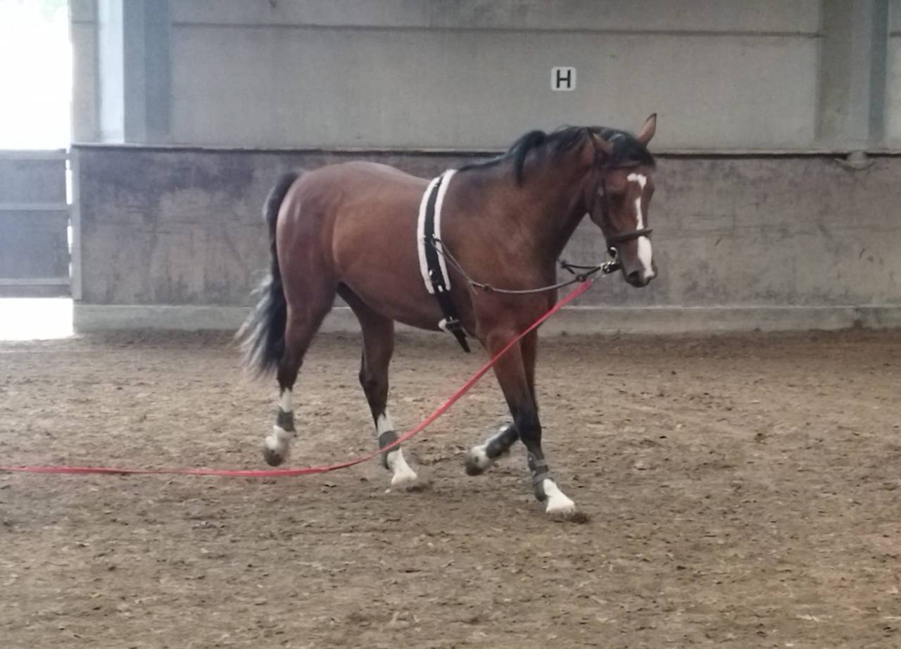 Hongre 3ans zangersheide 