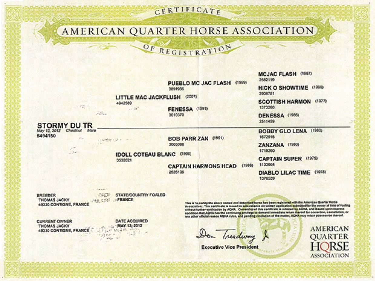 Quarter horse - Stormy du TR