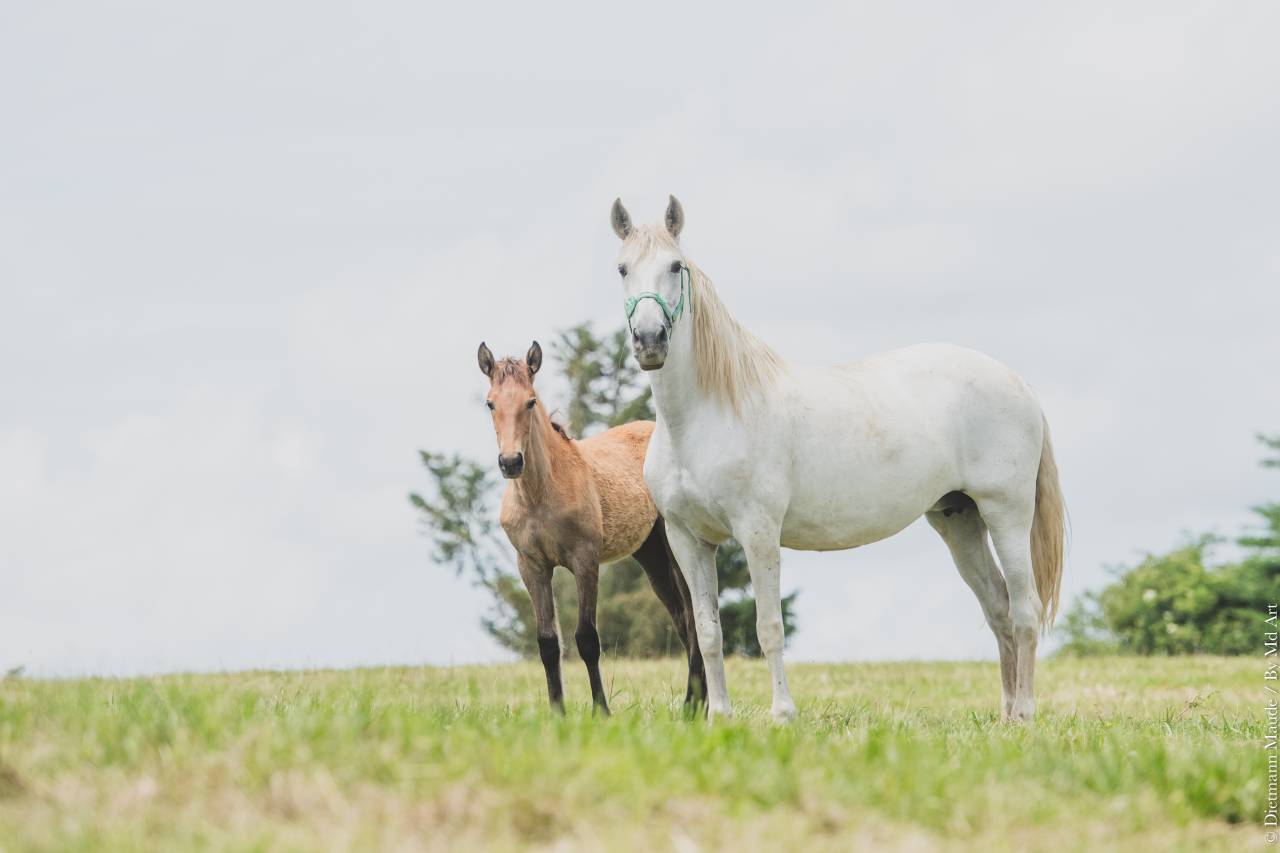 VENDS  POULICHES OC  NÉES  DE PARENTS PP PRE