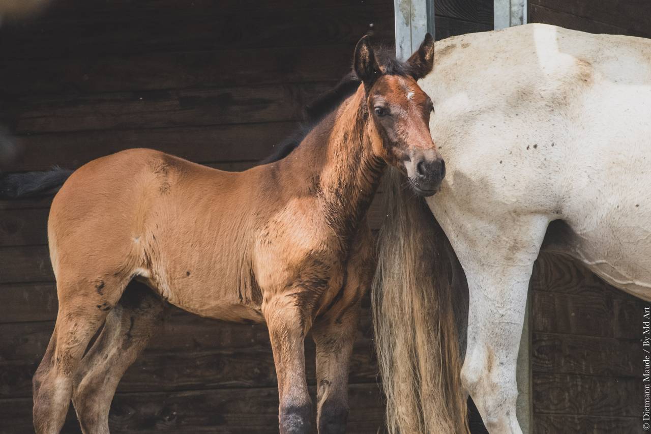 VENDS  POULICHES OC  NÉES  DE PARENTS PP PRE