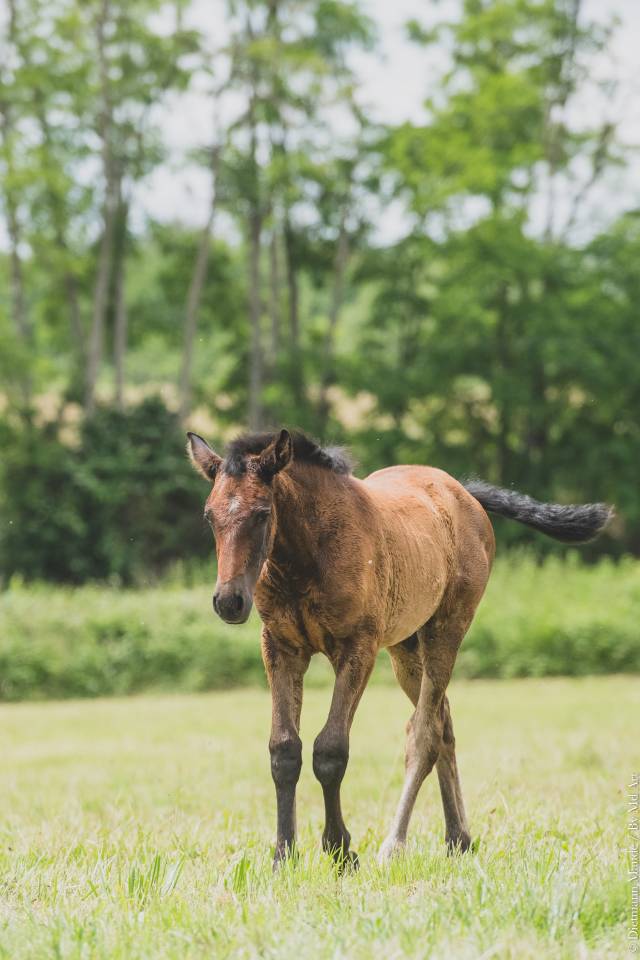 VENDS  POULICHES OC  NÉES  DE PARENTS PP PRE