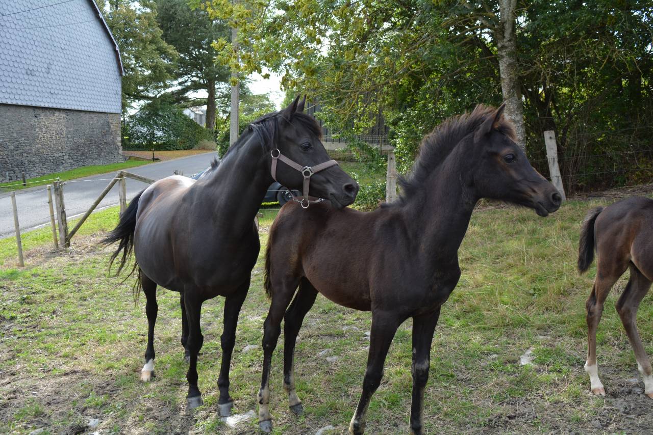 Pouliche 2025 High pedigree 