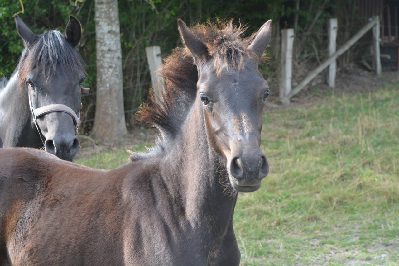 Pouliche 2025 High pedigree 