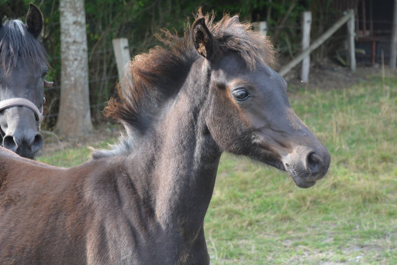 Pouliche 2025 High pedigree 