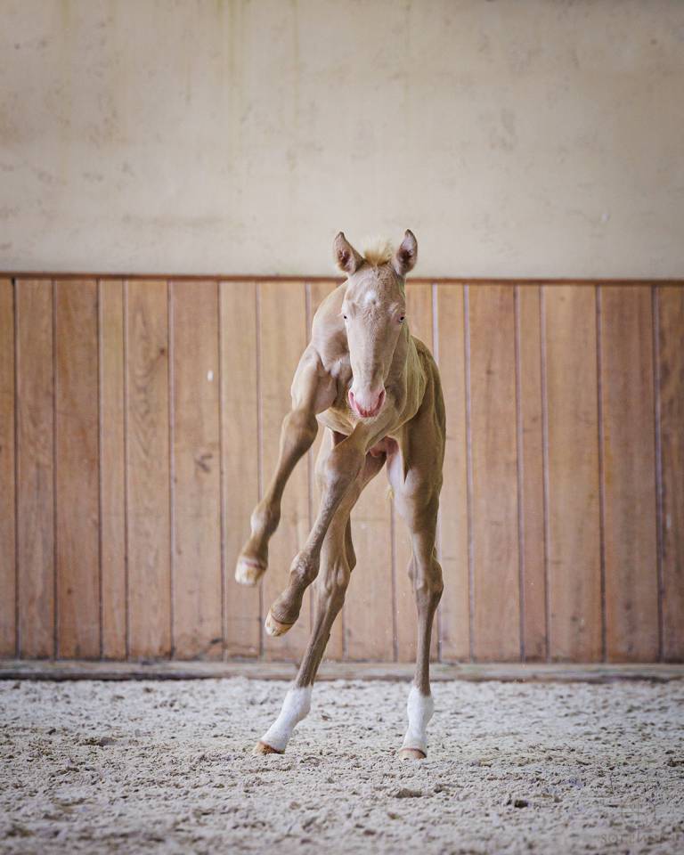 Poulain - 2024 - PSL - élevage Karen Drouard