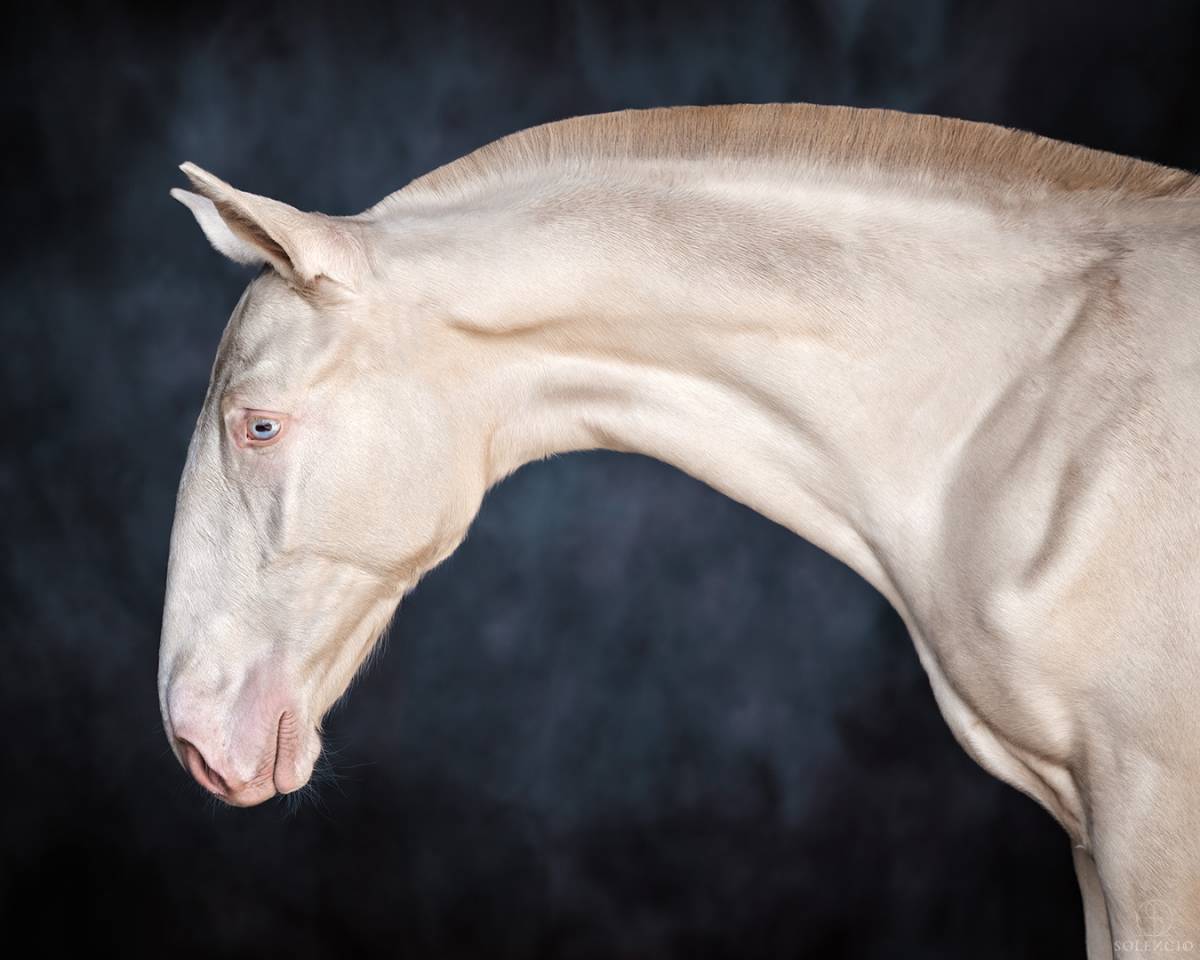 Poulain - 2024 - PSL - élevage Karen Drouard