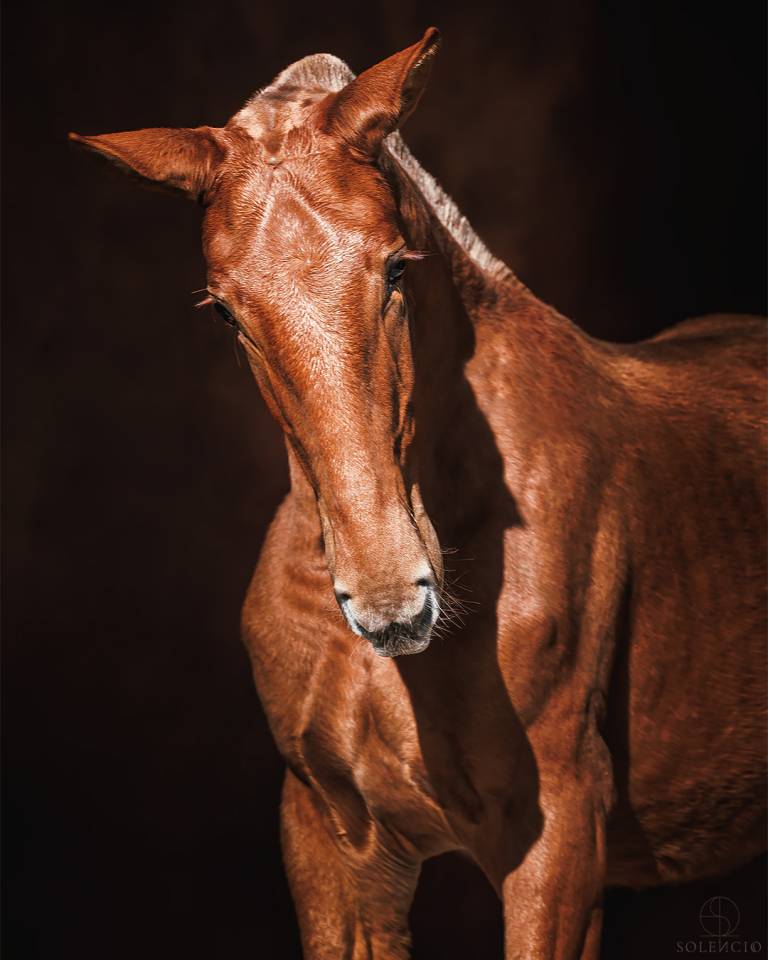 Pouliche 2024 - PSL - élevage Karen Drouard