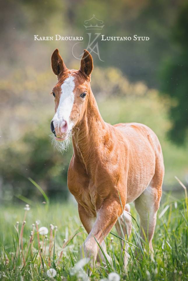 Poulain - 2023 - PSL - élevage Karen Drouard