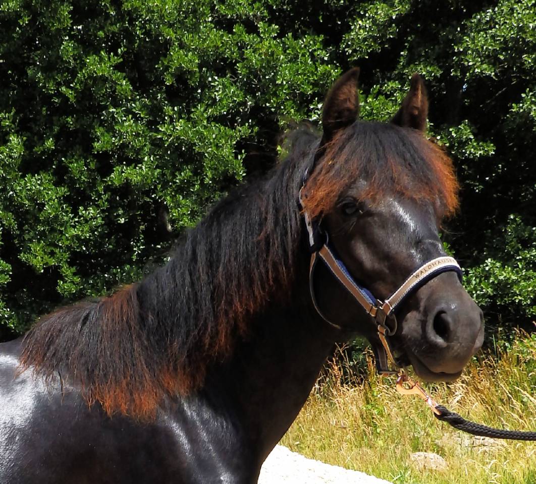 Hongre - futur grand C, petit D - 1 an - PP