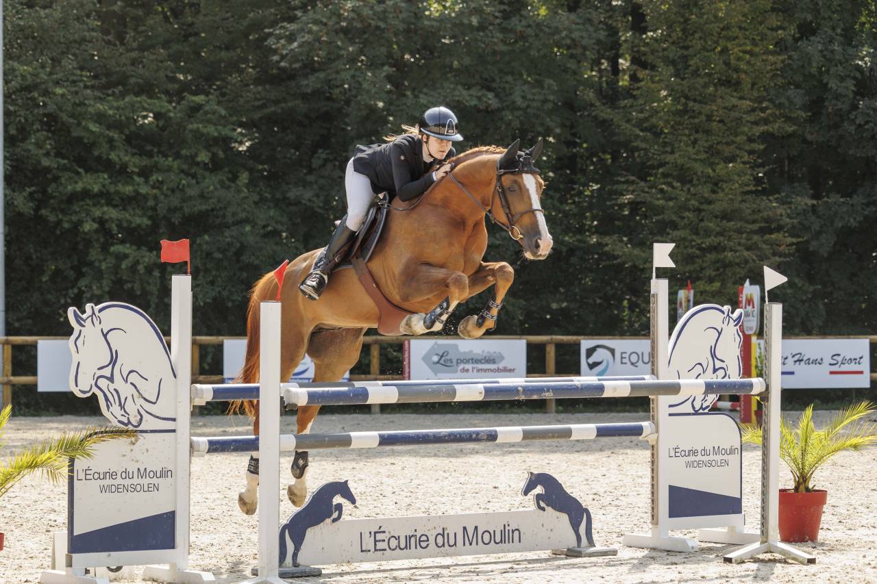À vendre – Cheval Selle Français de 9 ans
