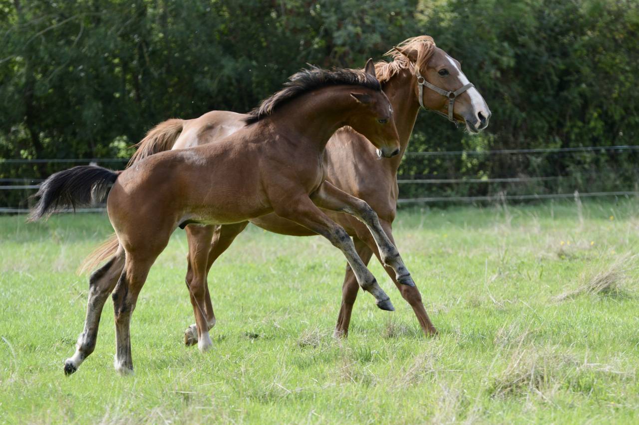 Poulain SF 2025 à vendre