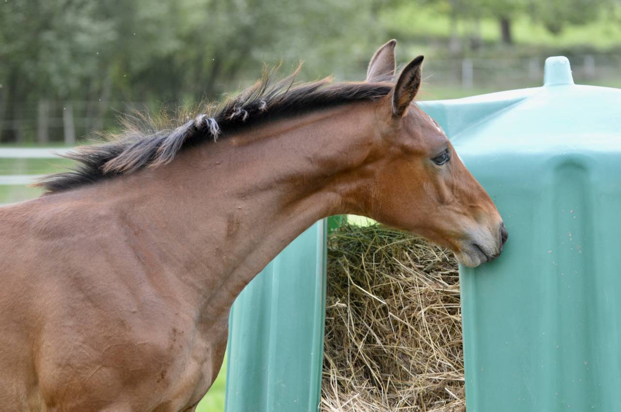Poulain SF 2025 à vendre