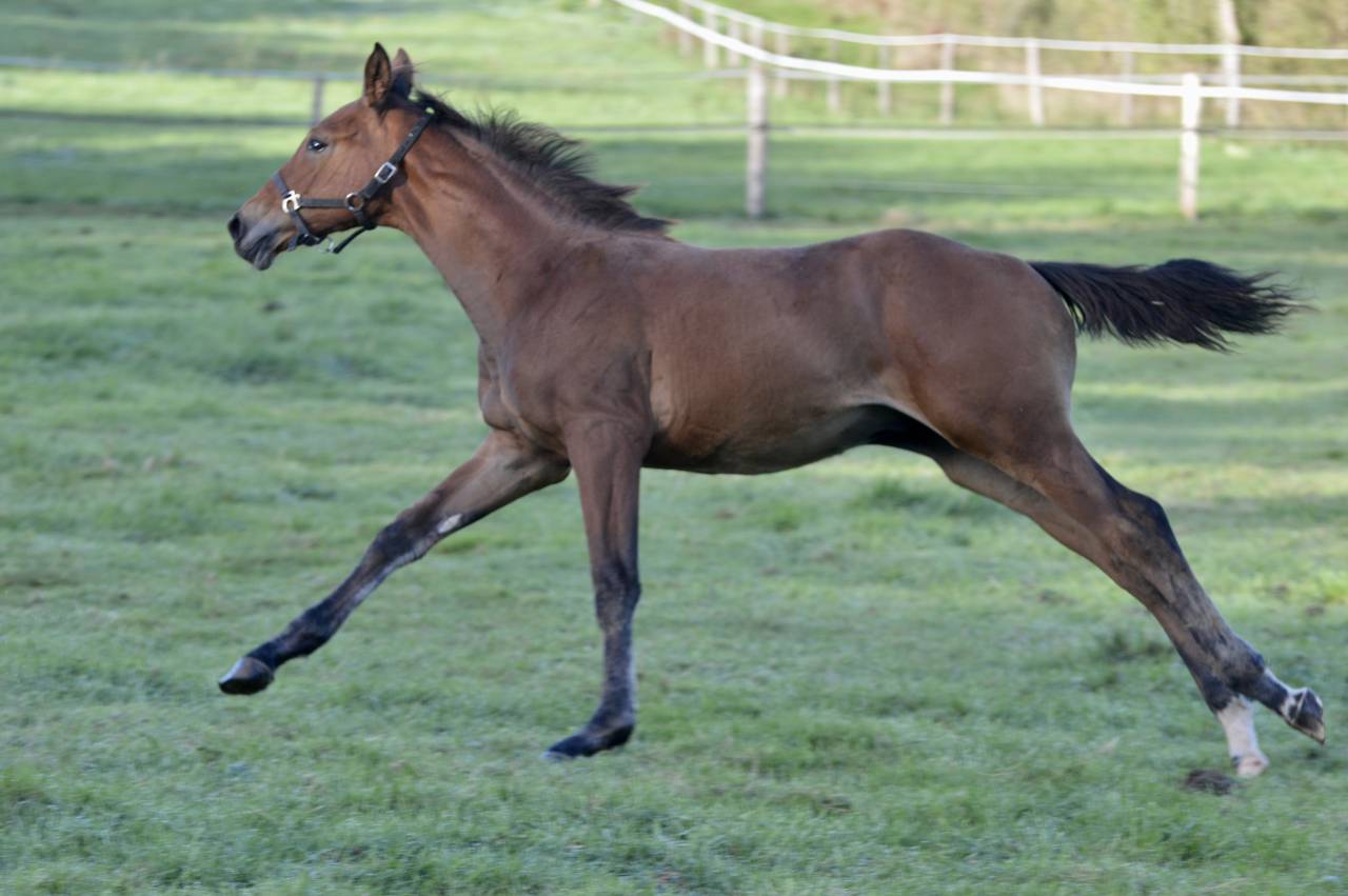 Poulain SF 2025 à vendre