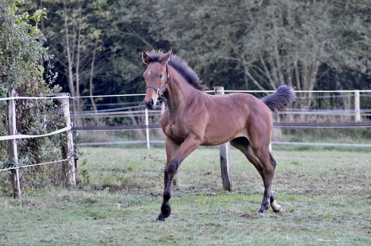 Poulain SF 2025 à vendre